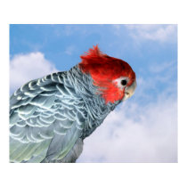 Gang Gang Cockatoo posters