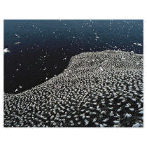 Gannet colony, Firth of Forth, Scotland Flyer