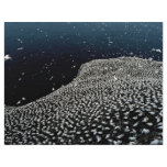 Gannet colony, Firth of Forth, Scotland flyers