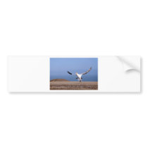 Gannet landing at Cape Kidnappers colony Bumper Stickers