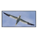 Gannet posters