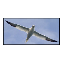 Gannet posters by terrography Gannet posters