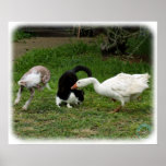 Ganso y gato y perro 9P31D-67 Posters