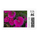 Garden Beauties postage by nbrown2 Garden Beauties postage