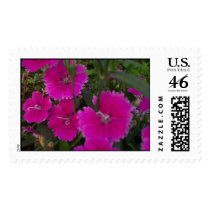 Garden Beauties postage by nbrown2 Garden Beauties postage