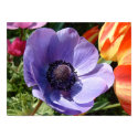 Garden Beauty Closeup posters