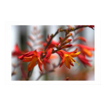 Garden Beauty posters by MIGRAINE Garden Beauty posters
