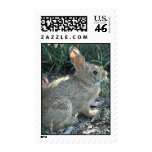 Garden Bunny Stamp