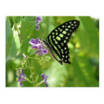 Garden Butterfly Postcard