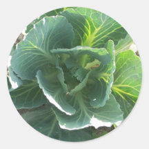 Garden Cabbage Round Stickers