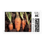 Garden carrots postage stamp