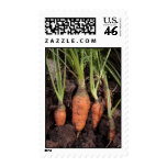 Garden carrots postage stamp