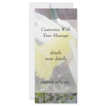 Garden Daffodil In Early Spring Full Color Rack Card