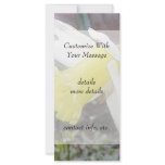 Garden Daffodil In Early Spring Full Color Rack Card