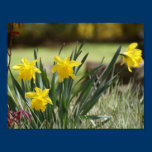 Garden Daffodils, Yellow, Print posters