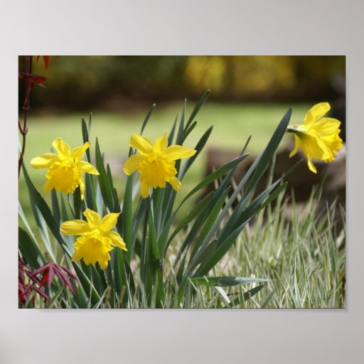 Garden Daffodils, Yellow, Print