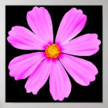 Garden Flower-3-poster posters