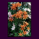 Garden Flowers #1
