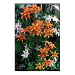 Garden Flowers #1