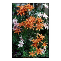 Garden Flowers #1 posters by GatorDawg Garden Flowers #1 posters