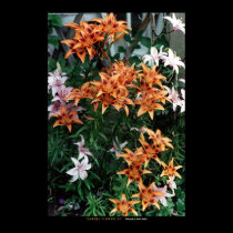 Garden Flowers #1 posters