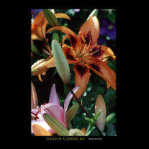 Garden Flowers #2 posters