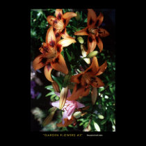 Garden Flowers #3 posters