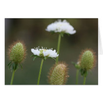 Garden Flowers cards