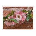 GARDEN FLOWERS UK postcards by thewildside GARDEN FLOWERS UK postcards