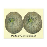 Garden Fresh Cantaloupe Post Card