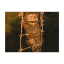 garden gnome postcards by neroli garden gnome postcards