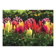 Garden in Elizabeth Park Custom Invitations