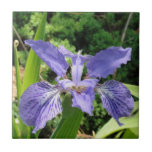Garden Iris, Blue, 4.25 tile tiles
