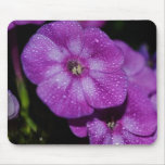Garden Laura Phlox Flowers-007 Mousepad
