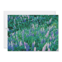Garden lupines and buttercups, Quebec, Cana Custom Invites