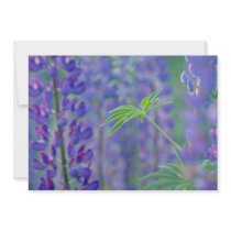 Garden lupines, Quebec, Canada flowers Custom Invites