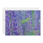 Garden lupines, Quebec, Canada flowers Custom Invites