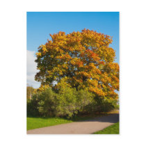 Garden Maple, St.Petersburg Russia Postcard