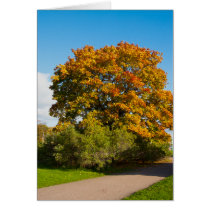 Garden Maple, St.Petersburg RussiaCard