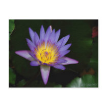 garden of eden postcards