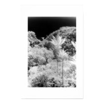 Garden of Eden posters by MelanieAmberPearson Garden of Eden posters