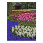 Garden of grape hyacinth, hyacinth and tulips, post card
