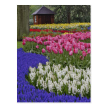 Garden of grape hyacinth, hyacinth and tulips, post card