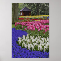 Garden of grape hyacinth, hyacinth and tulips, print
