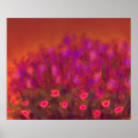 Garden Of Passion Poster