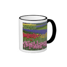 Garden of tulips, Grape Hyacinth and Coffee Mug