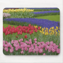 Garden of tulips, Grape Hyacinth and Mousepad