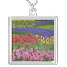 Garden of tulips, Grape Hyacinth and Necklaces