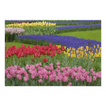 Garden of tulips, Grape Hyacinth and