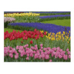 Garden of tulips, Grape Hyacinth and Post Cards